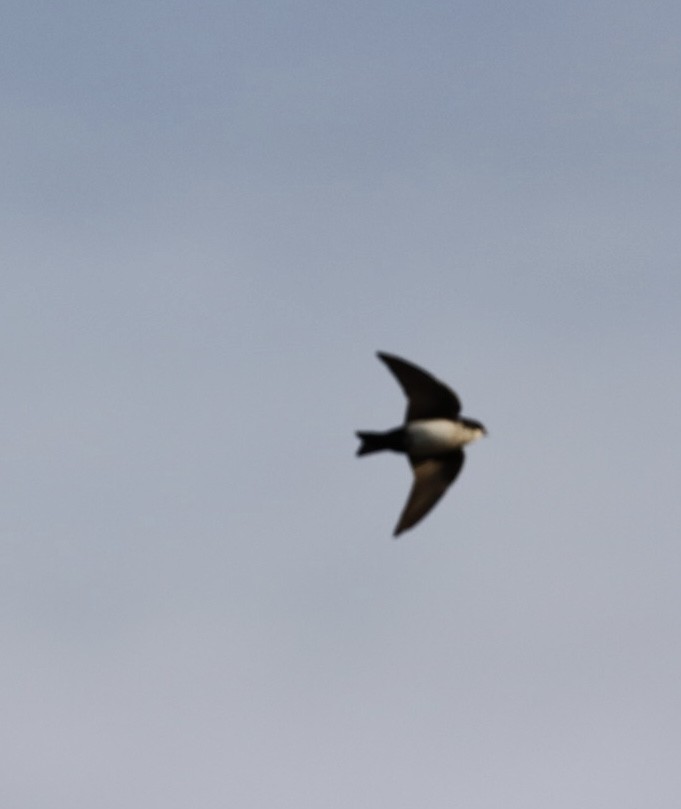 Blue-and-white Swallow - Janaina Souza