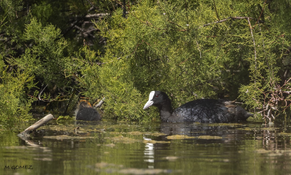 Eurasian Coot - Manuel Gomez Carvajal