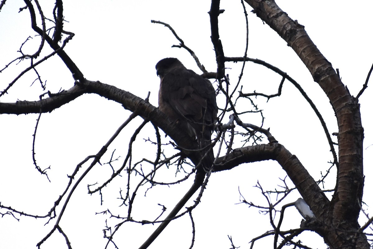 Cooper's Hawk - Klaus Bielefeldt