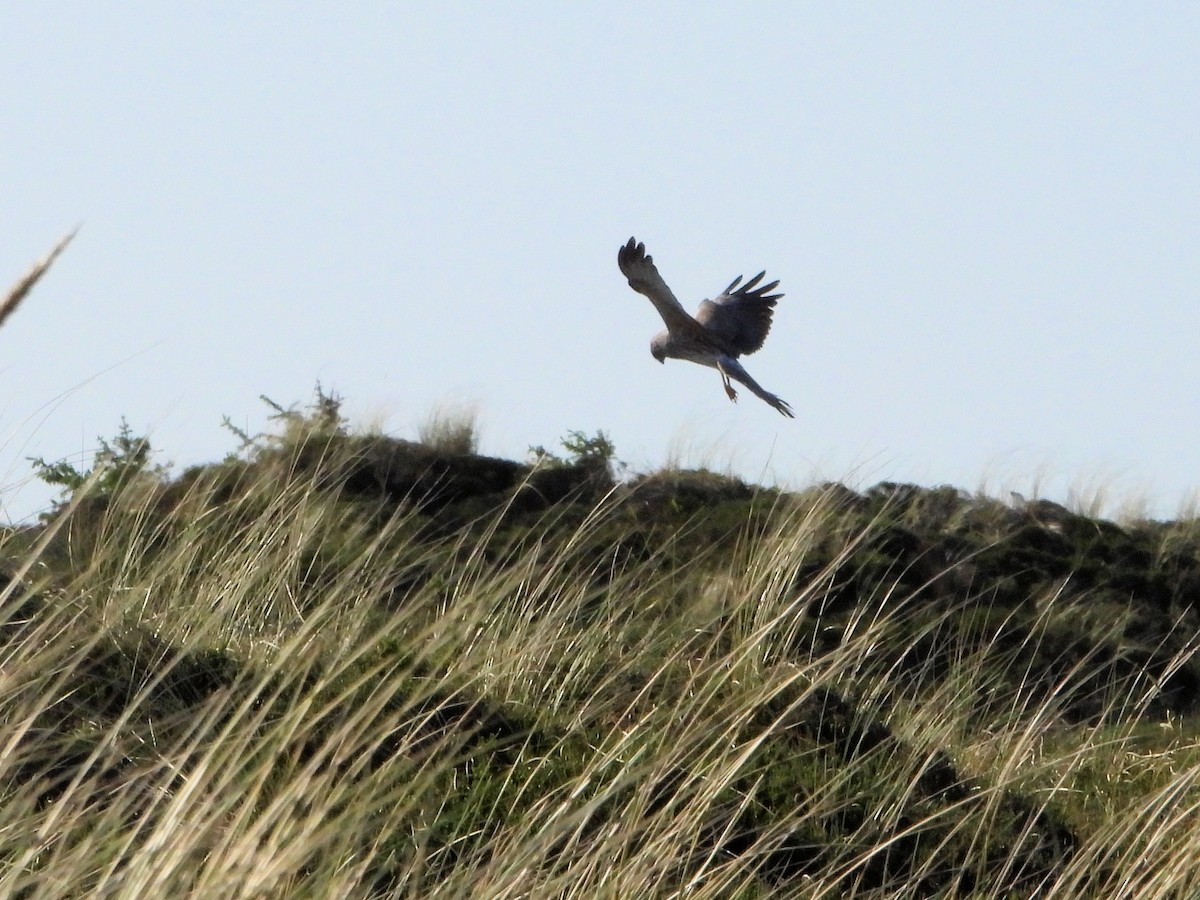 Western Marsh Harrier - Martin Rheinheimer