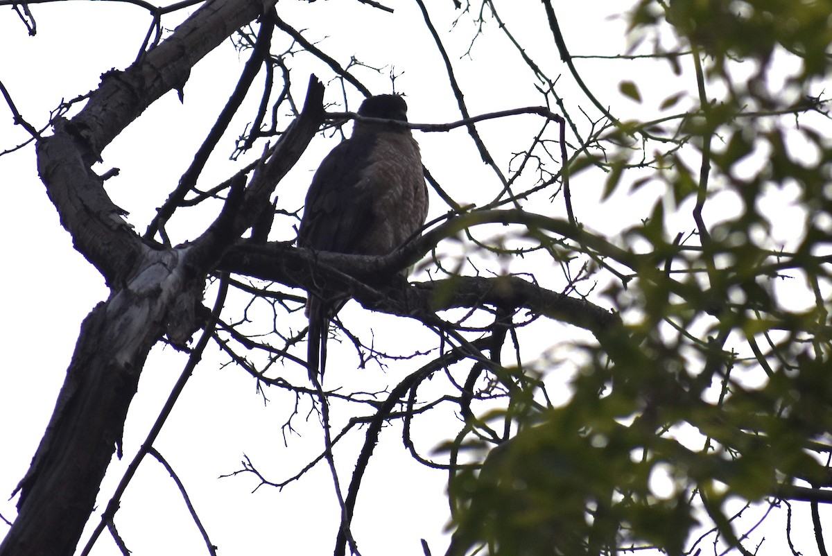 Cooper's Hawk - Klaus Bielefeldt