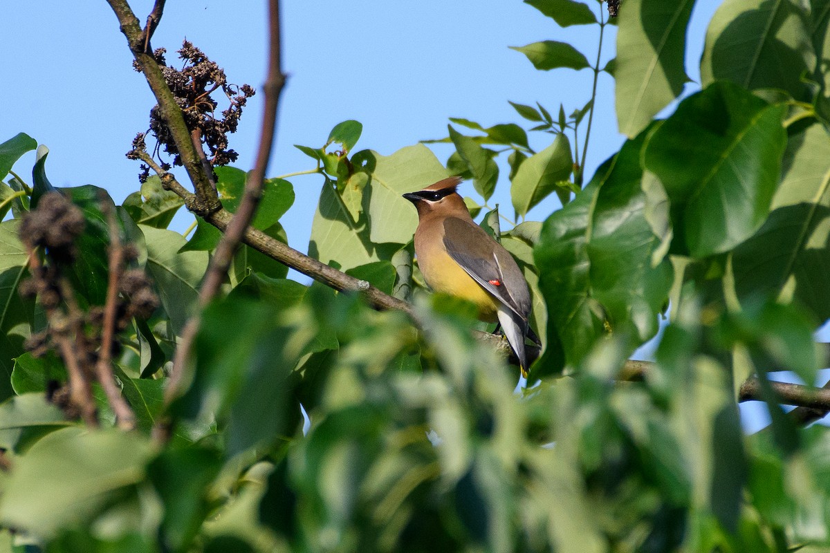 Cedar Waxwing - ML619567106