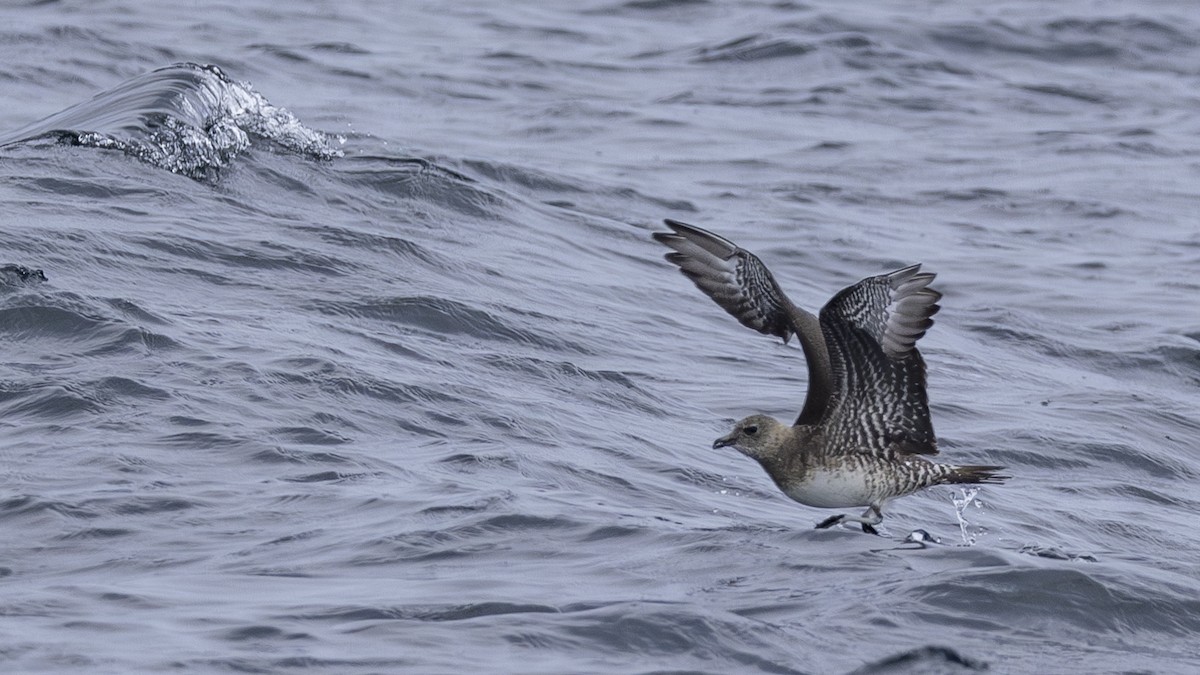 Long-tailed Jaeger - Charmain Ang