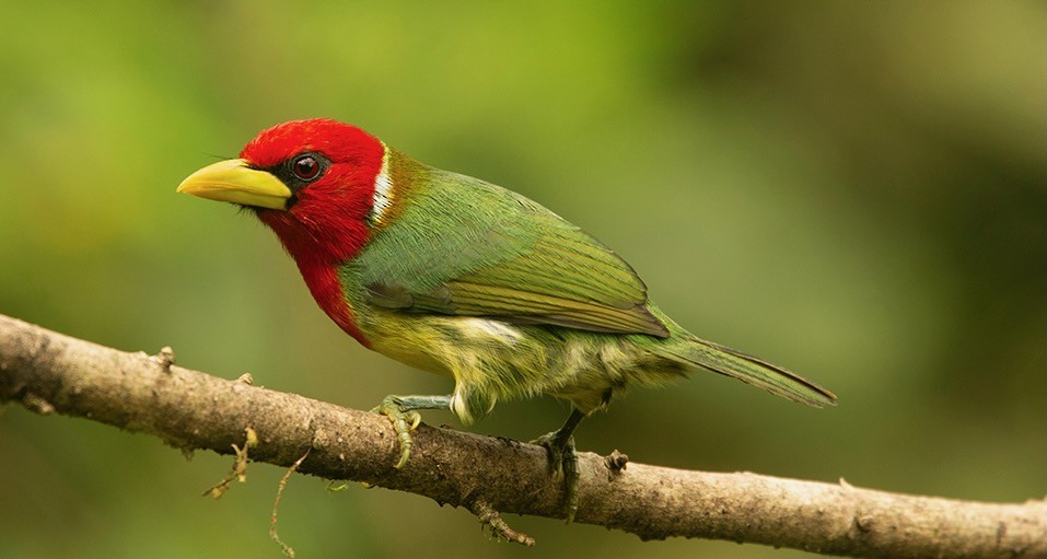 Red-headed Barbet - Galo Real