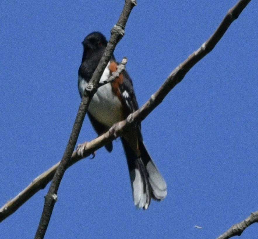 Eastern Towhee - don mcgregor