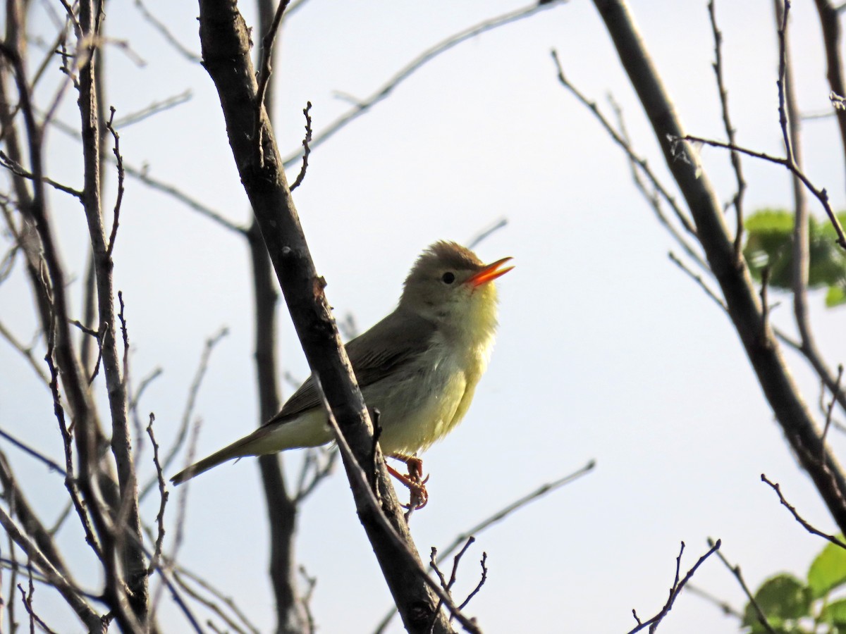 Melodious Warbler - Francisco Javier Calvo lesmes