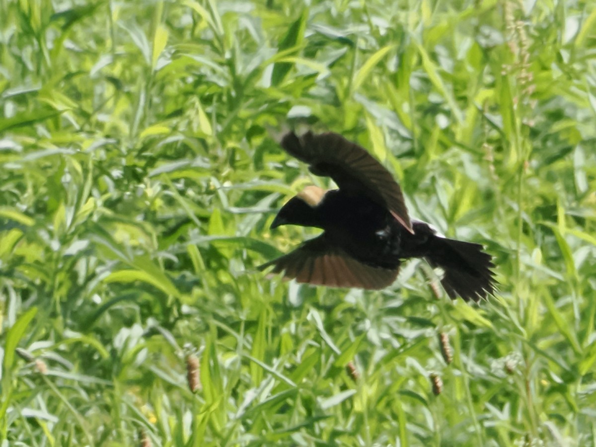 Bobolink - John Felton