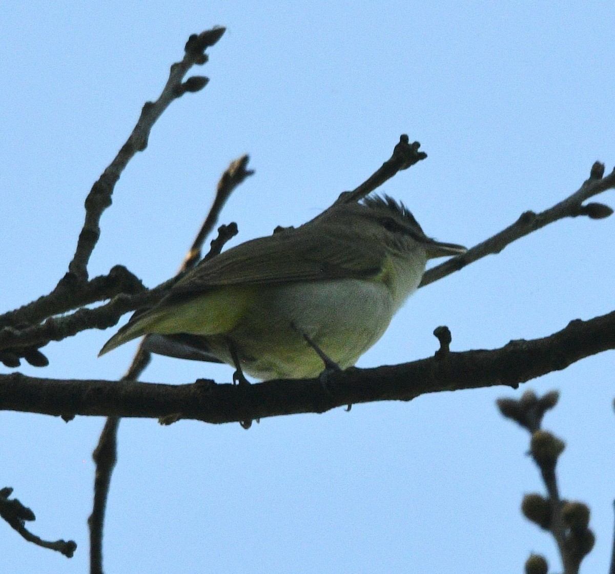 Red-eyed Vireo - don mcgregor