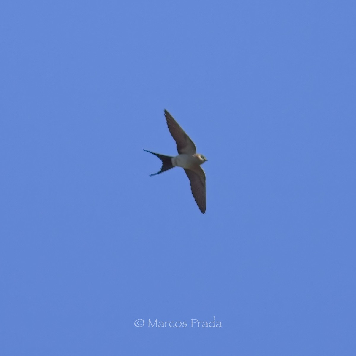 Red-rumped Swallow - Marcos Prada Arias