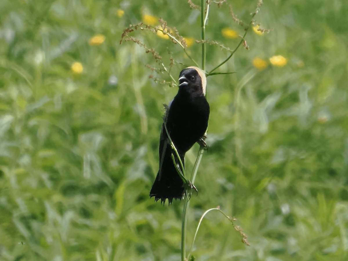 Bobolink - John Felton