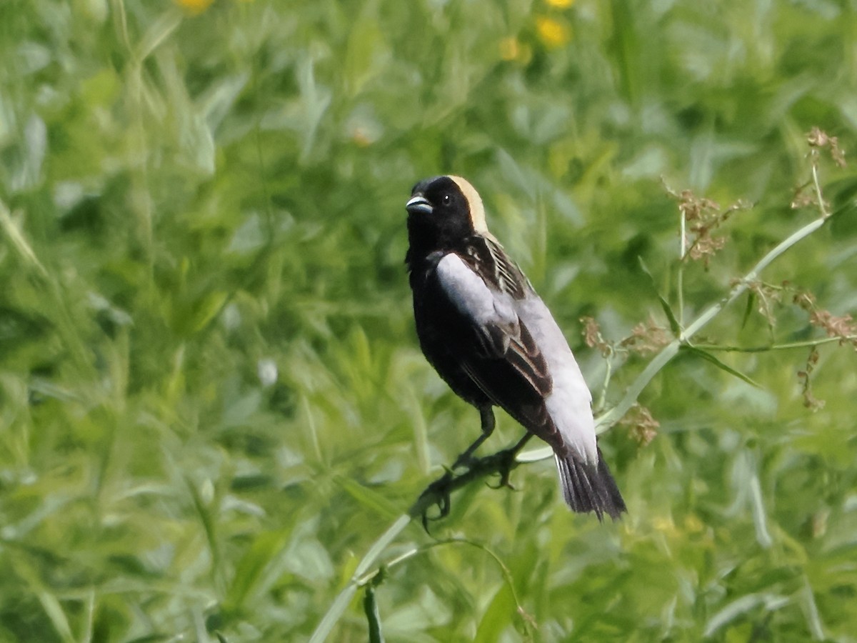 Bobolink - John Felton