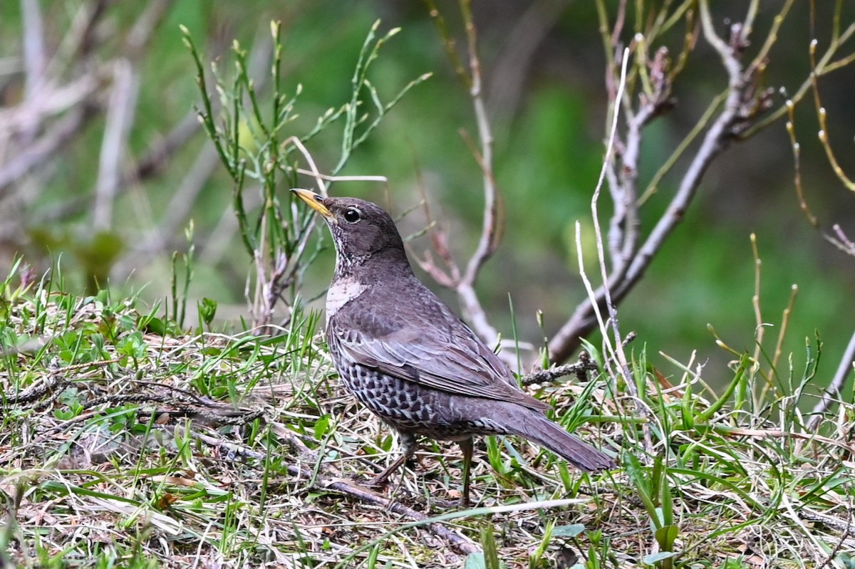 Ring Ouzel - Anonymous
