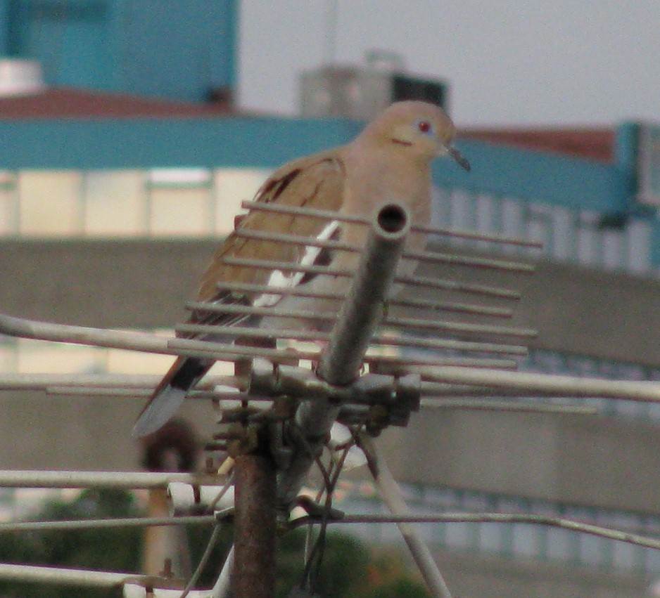 White-winged Dove - Alexander "Sasha" Keyel