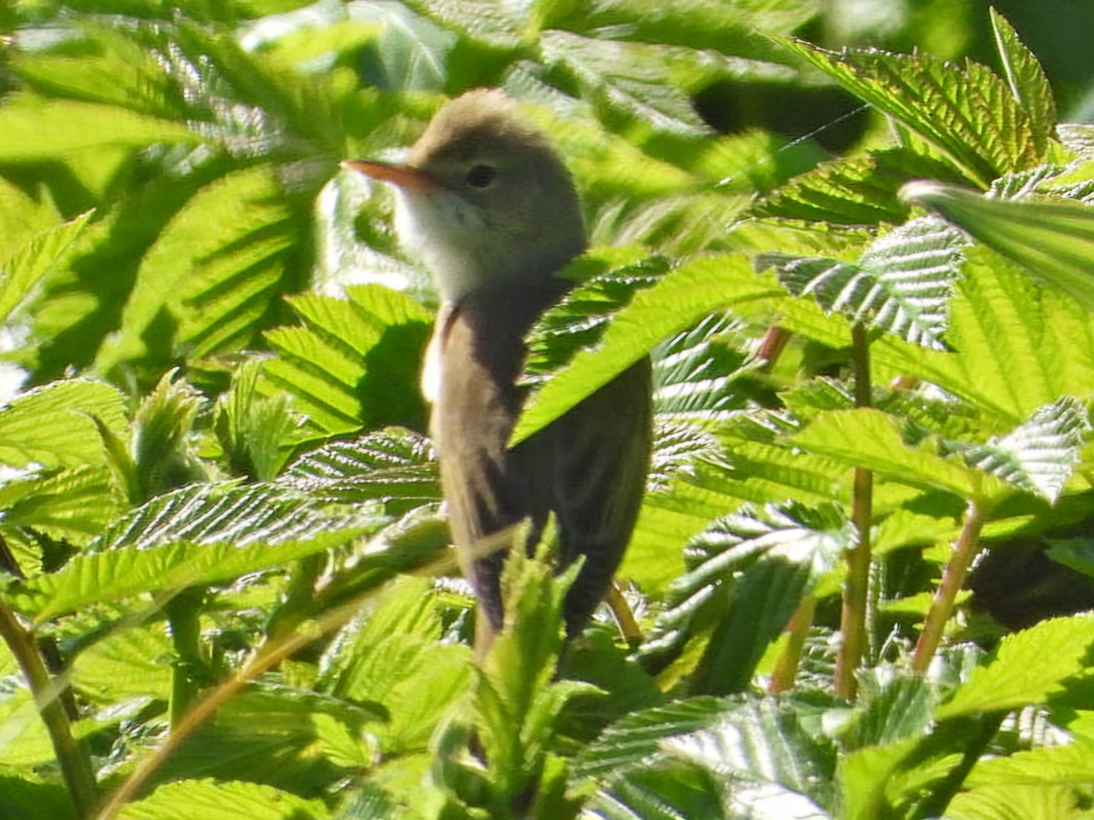 Marsh Warbler - Ivan V