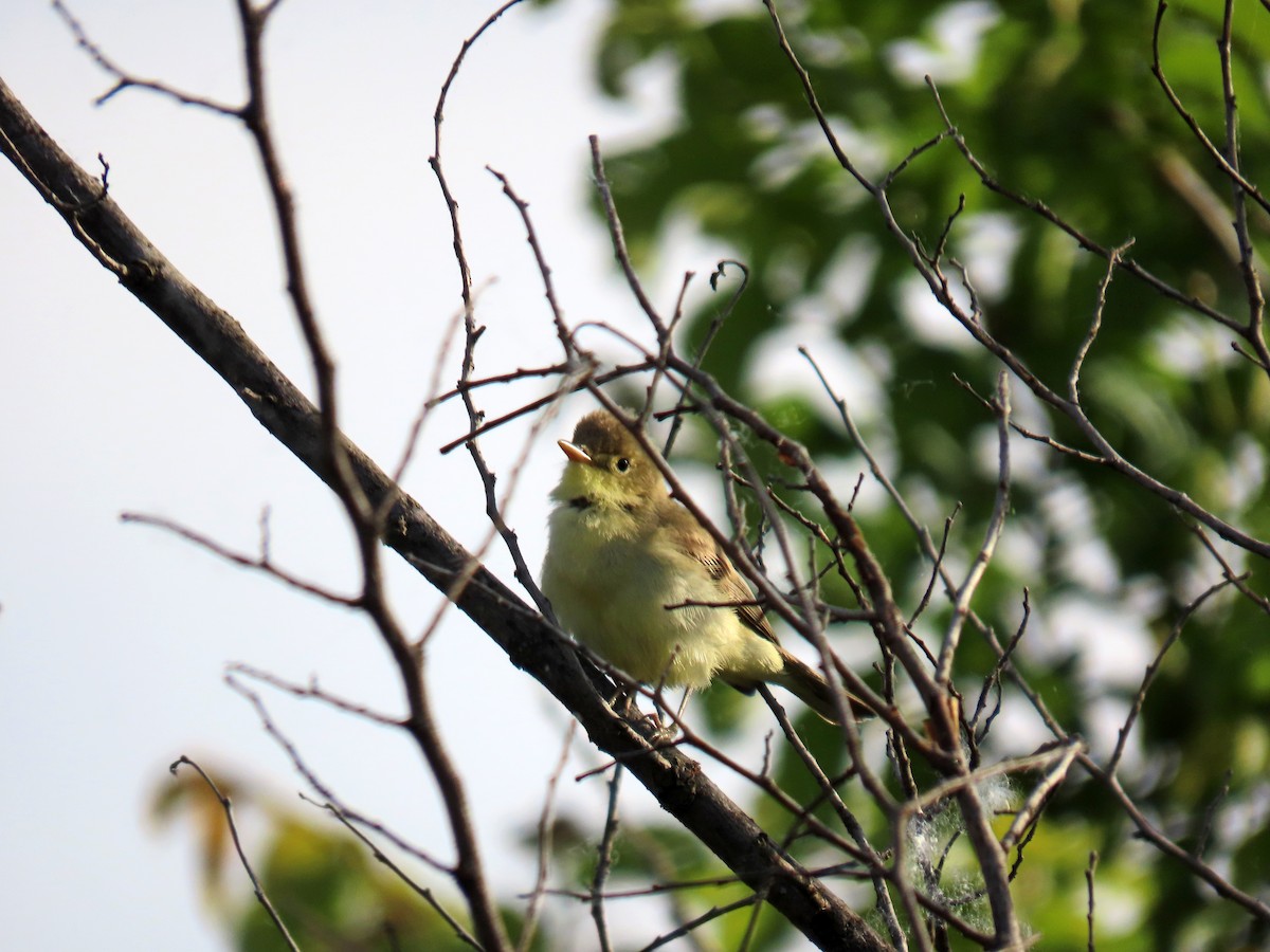 Melodious Warbler - Francisco Javier Calvo lesmes