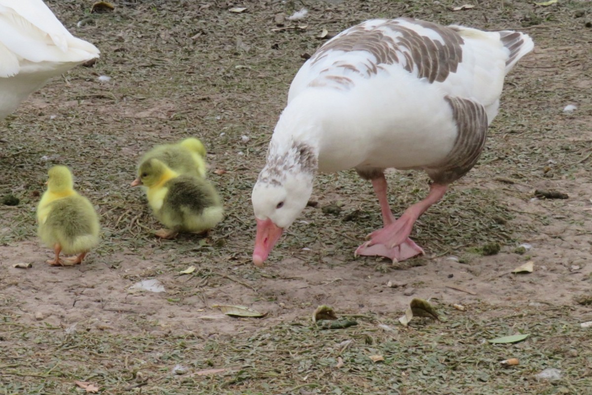 Graylag Goose (Domestic type) - ML619567160