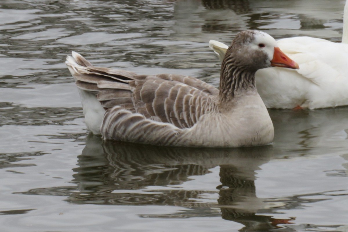 Graylag Goose (Domestic type) - Scott Hill