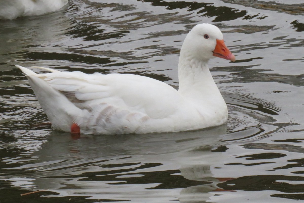 Graylag Goose (Domestic type) - Scott Hill