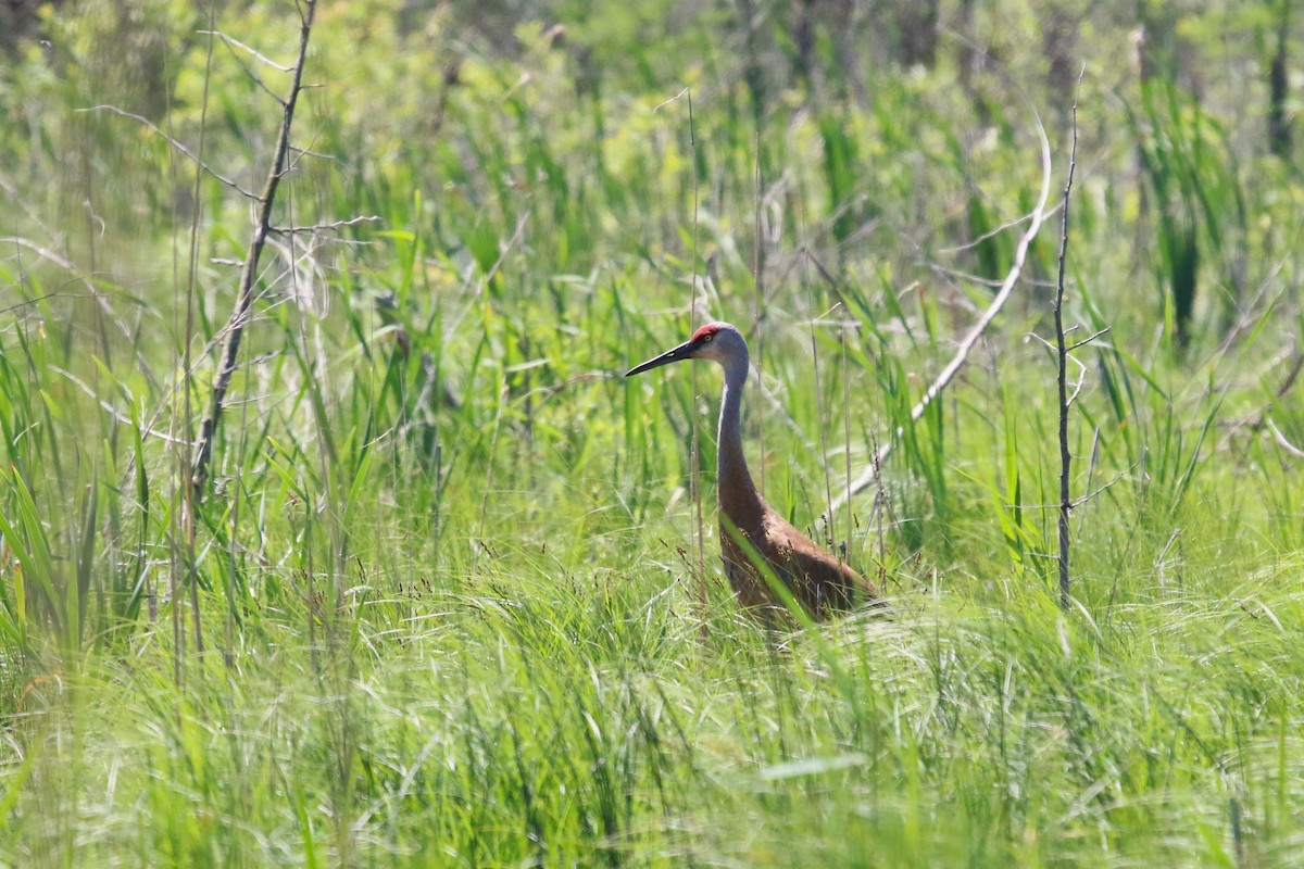 Sandhill Crane - Deryl Nethercott