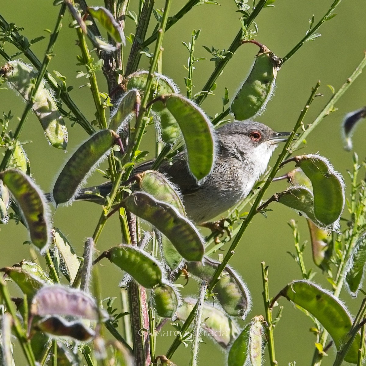 Sardinian Warbler - Marcos Prada Arias