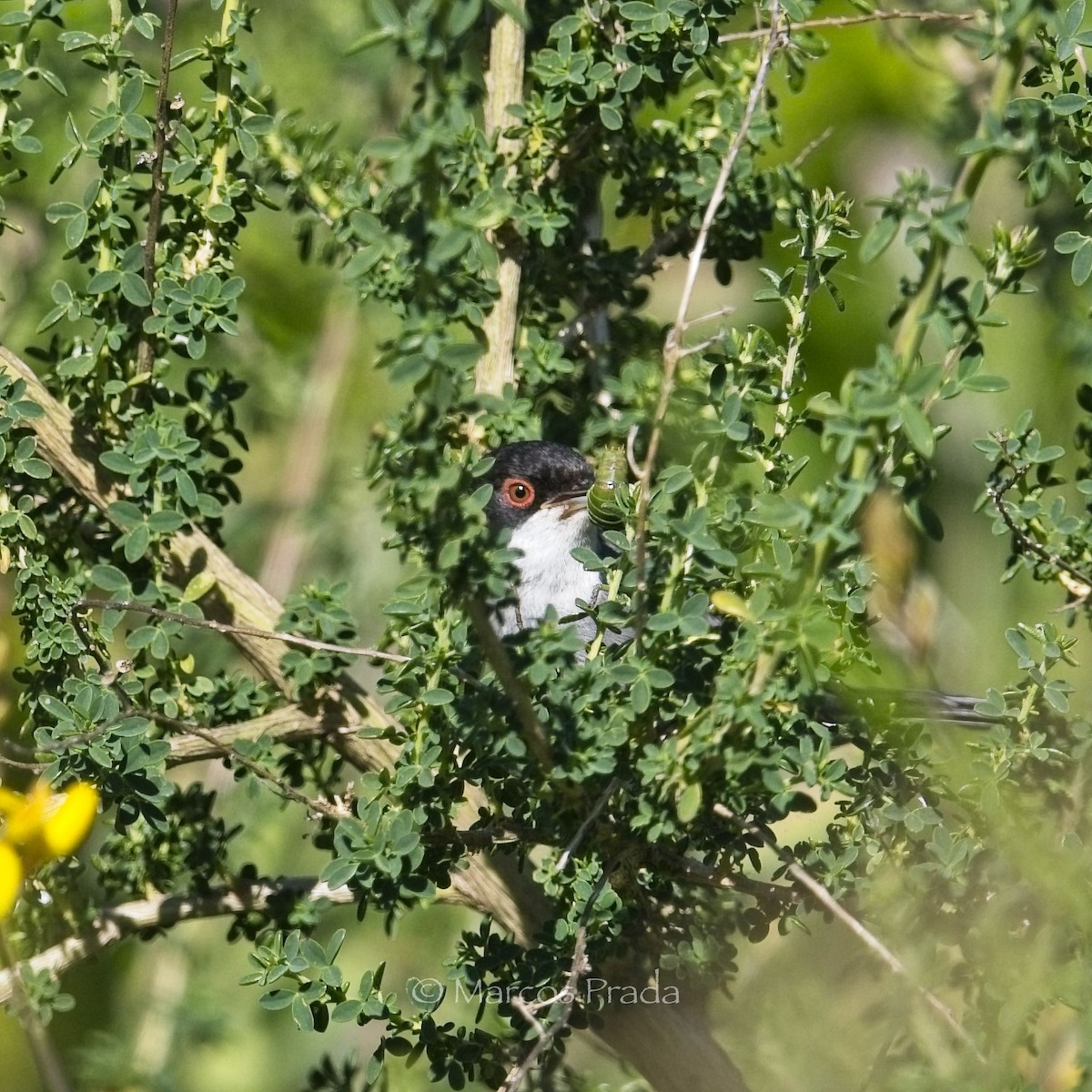 Sardinian Warbler - Marcos Prada Arias