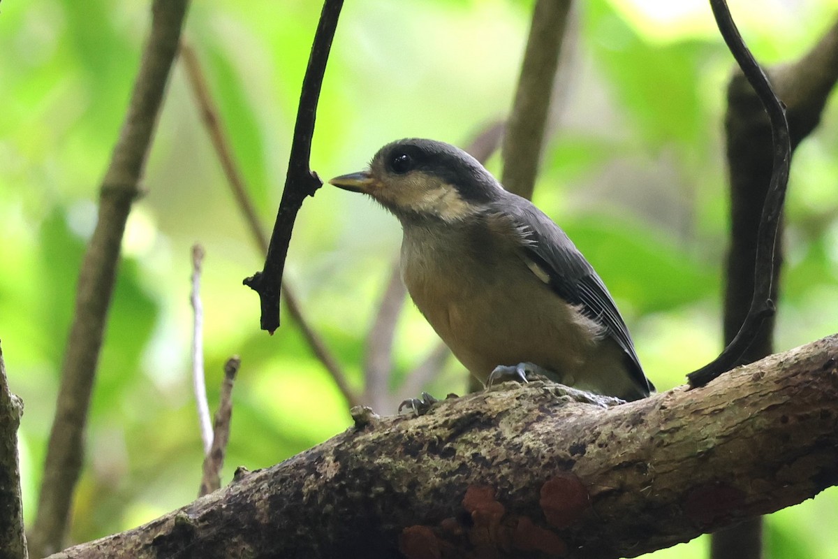 Varied Tit - ML619567169