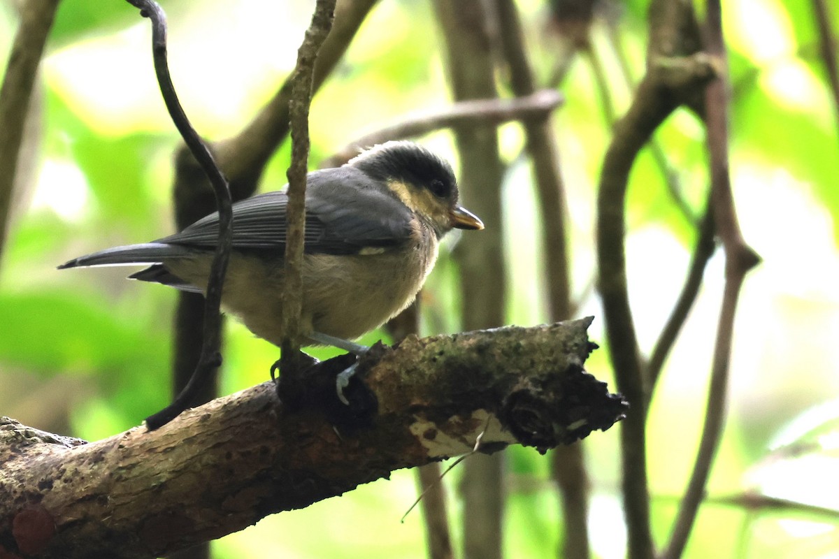 Varied Tit - ML619567170