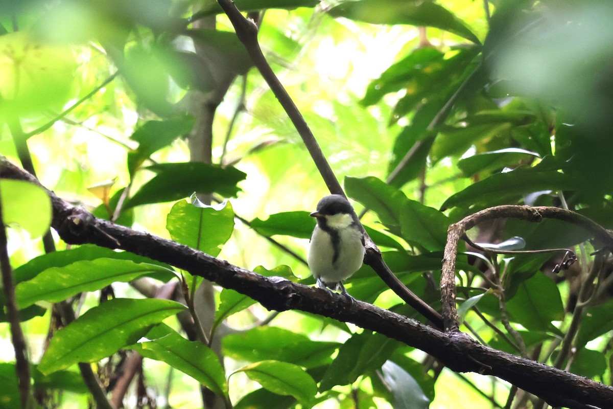 Asian Tit (Amami) - ML619567173