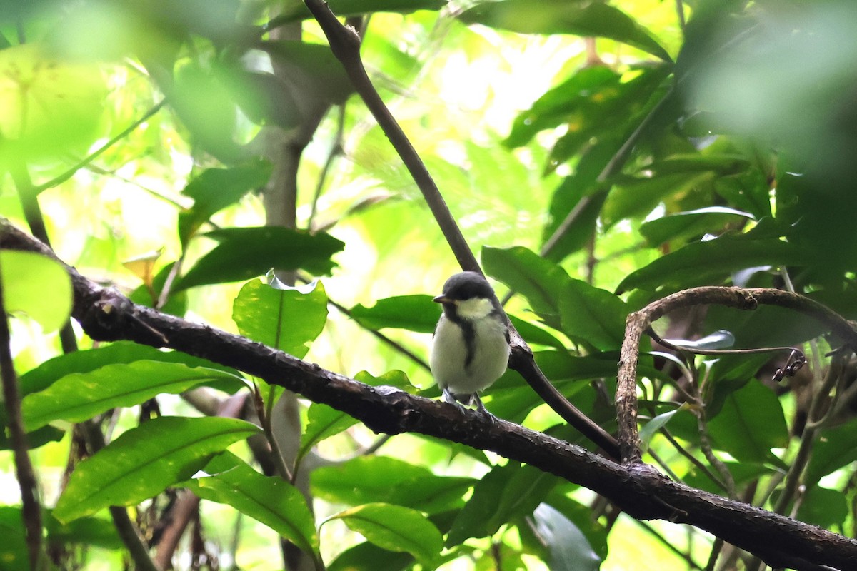 Japanese Tit - ML619567173