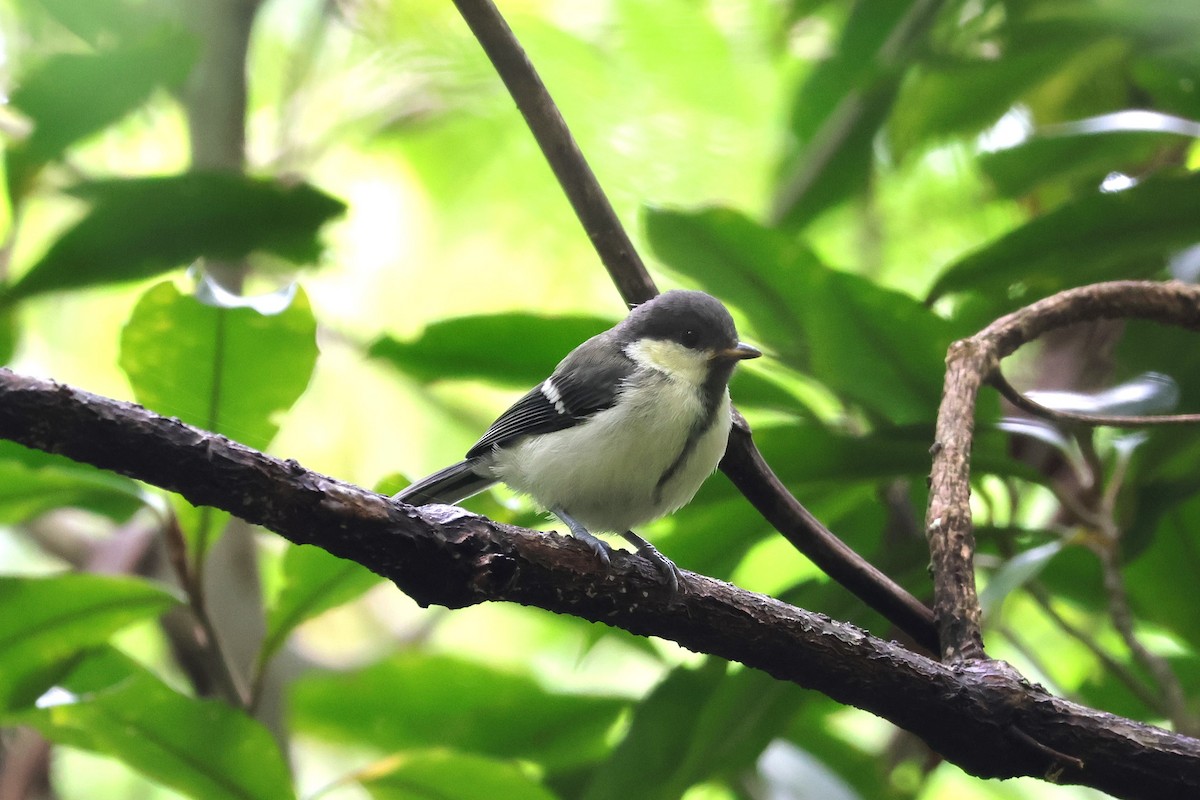Asian Tit (Amami) - ML619567174