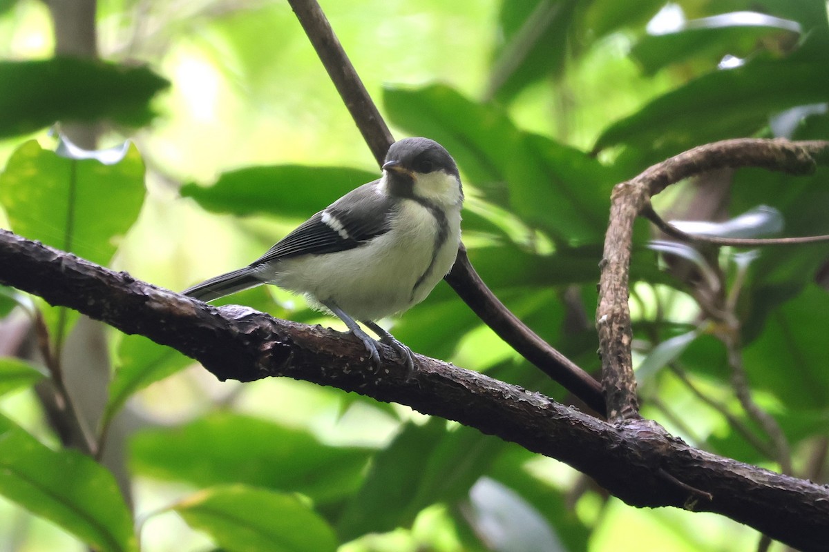 Asian Tit (Amami) - ML619567175
