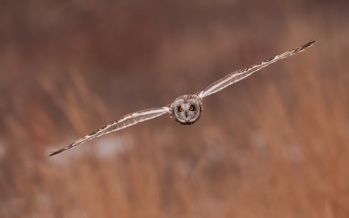 Short-eared Owl - Susan Logan Ward