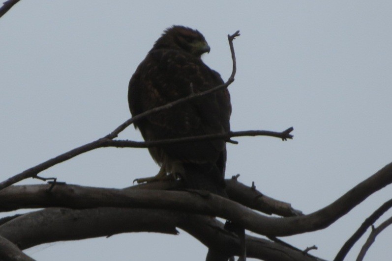 Harris's Hawk - Scott Hill