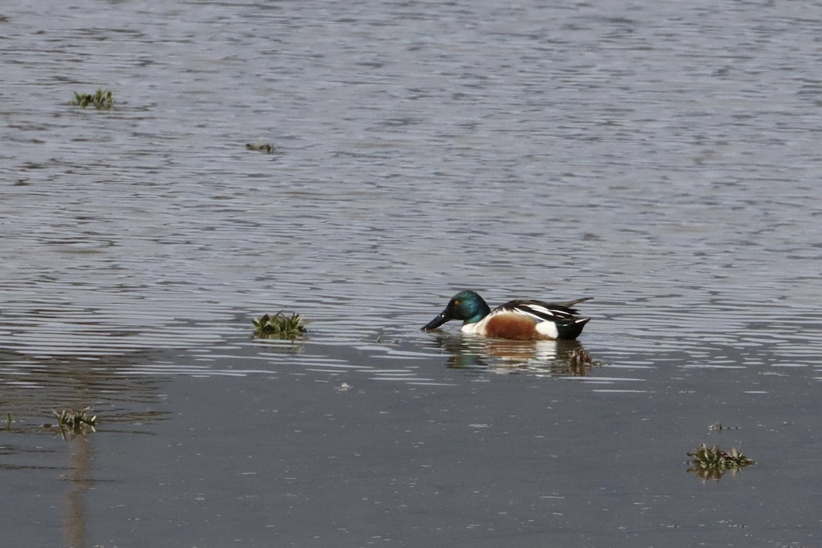 Northern Shoveler - Sarah von Innerebner