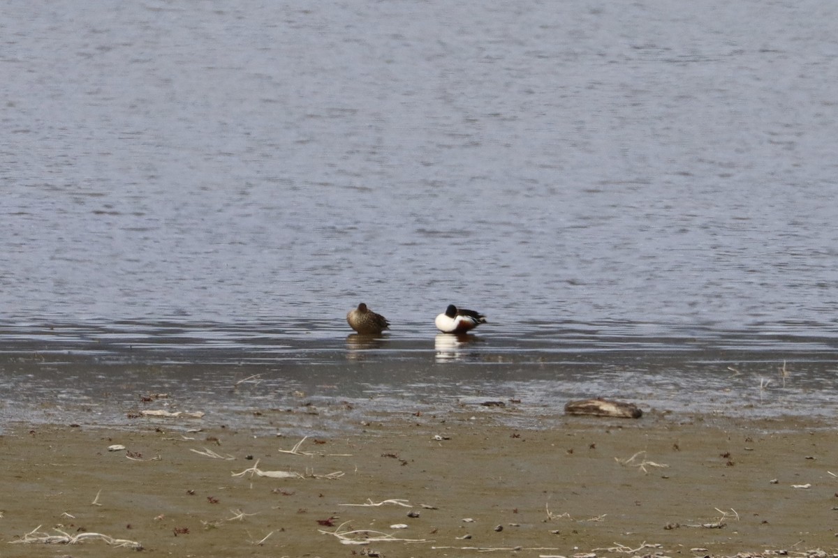 Northern Shoveler - Sarah von Innerebner