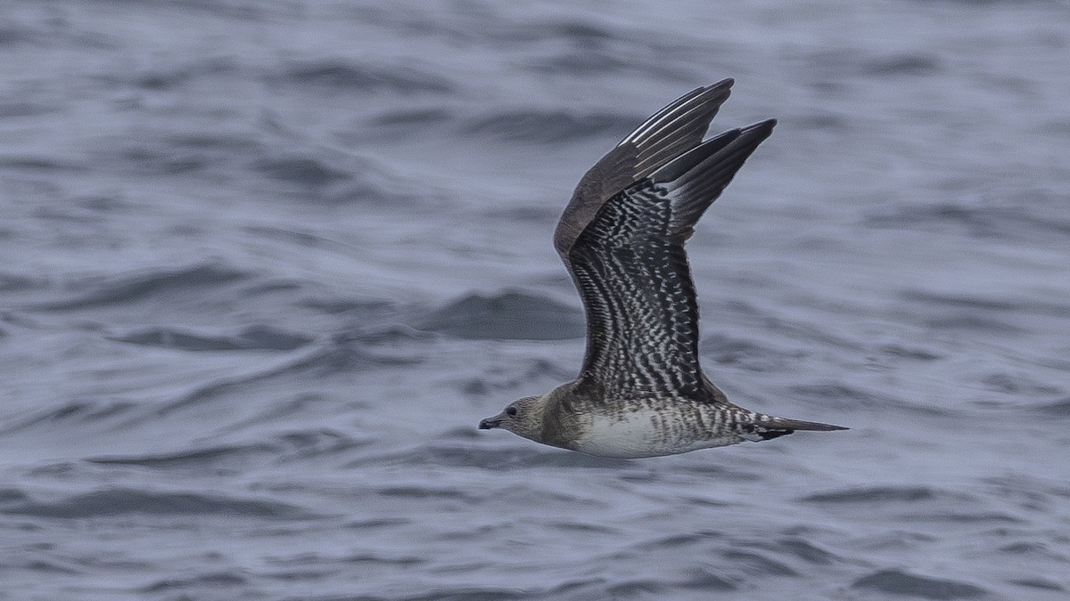 Long-tailed Jaeger - Charmain Ang