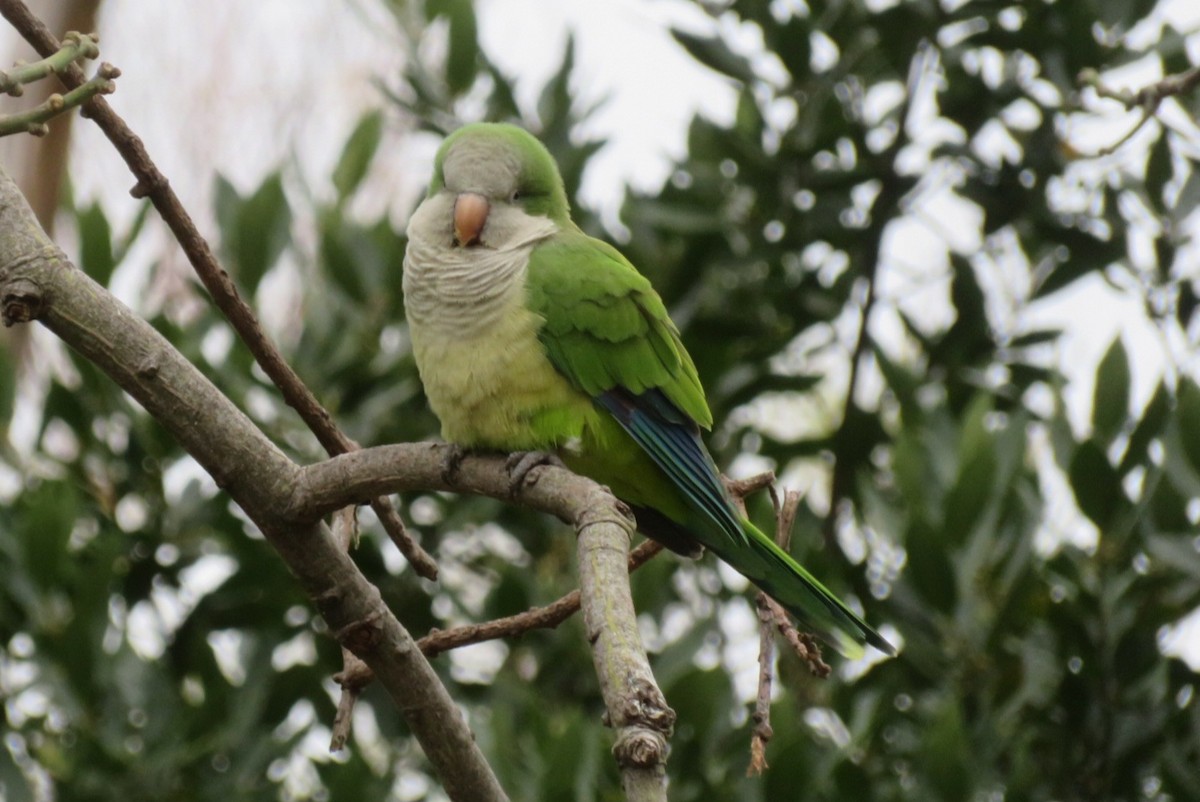 Monk Parakeet - ML619567199