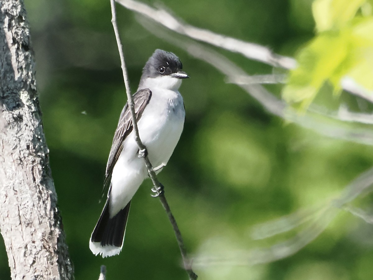 Eastern Kingbird - John Felton