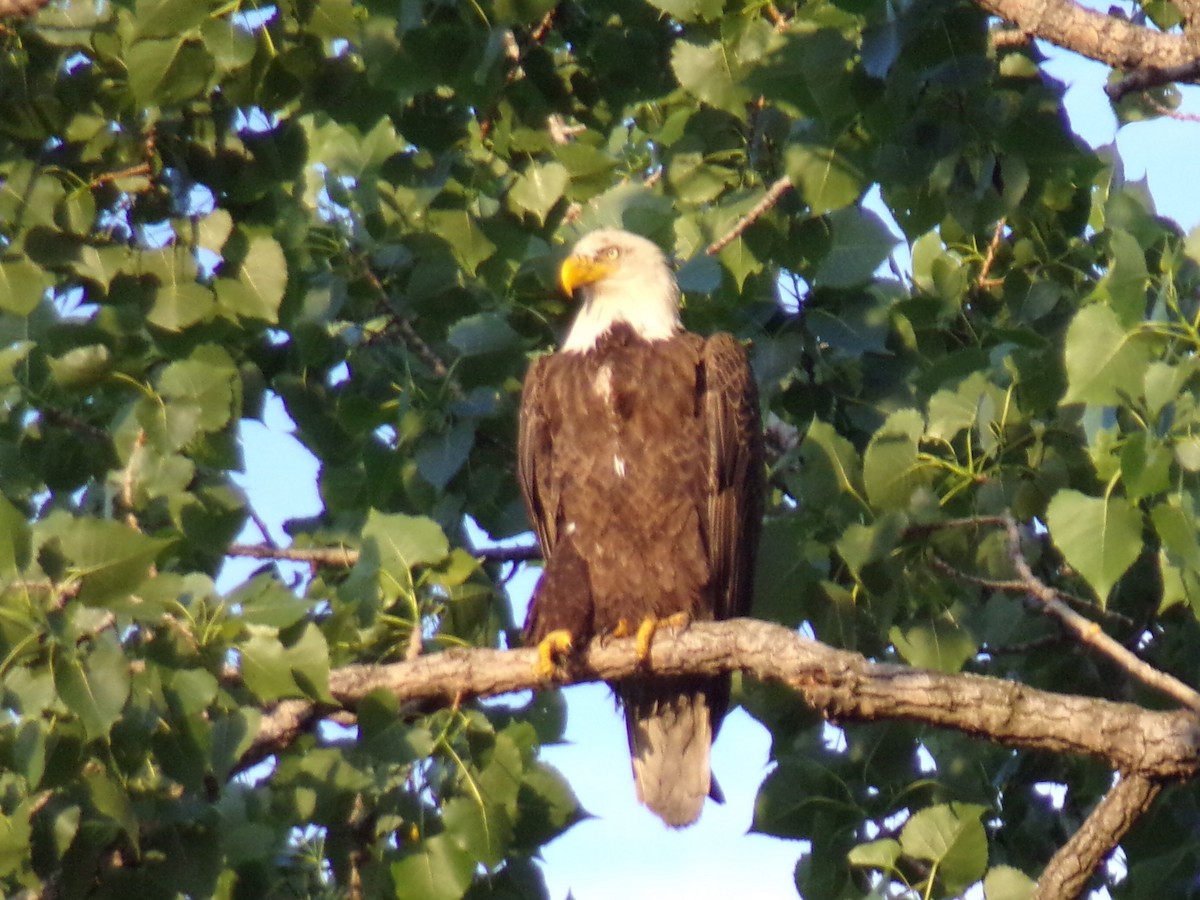 Bald Eagle - Matthew Stephens