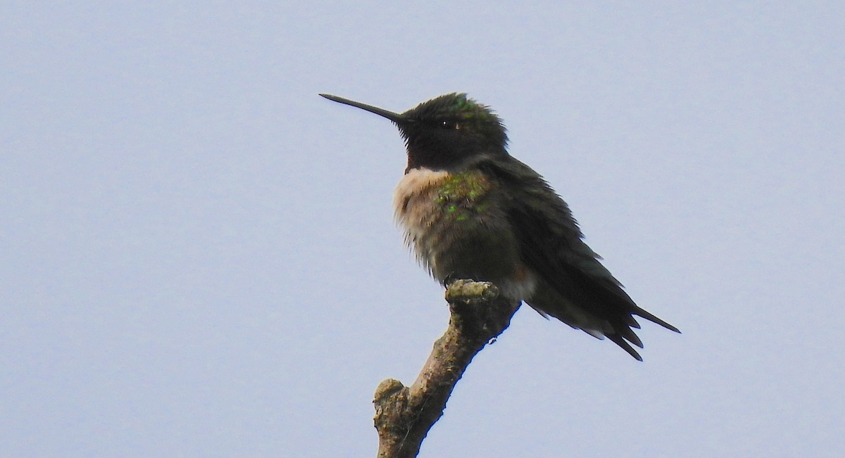 Ruby-throated Hummingbird - Dianne Croteau- Richard Brault