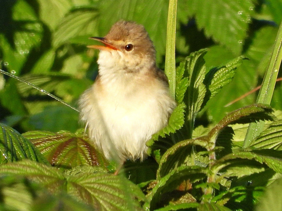 Marsh Warbler - Ivan V