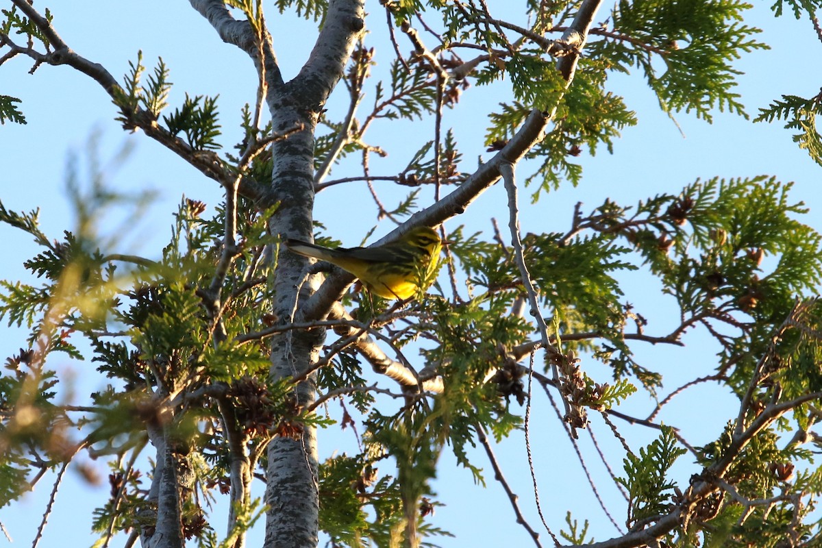 Prairie Warbler - ML619567215