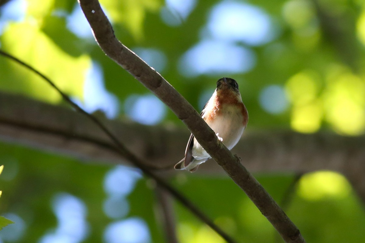 Bay-breasted Warbler - Shari Foley