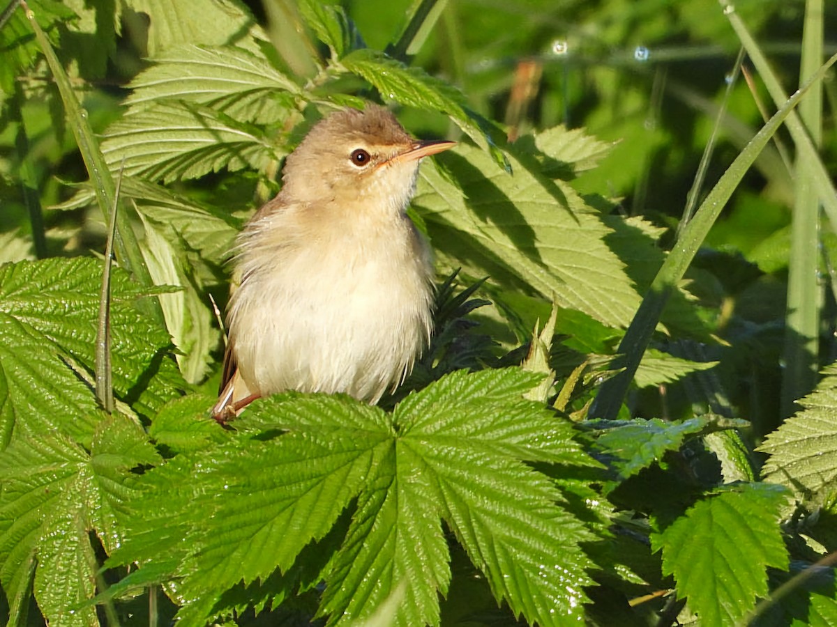 Marsh Warbler - Ivan V