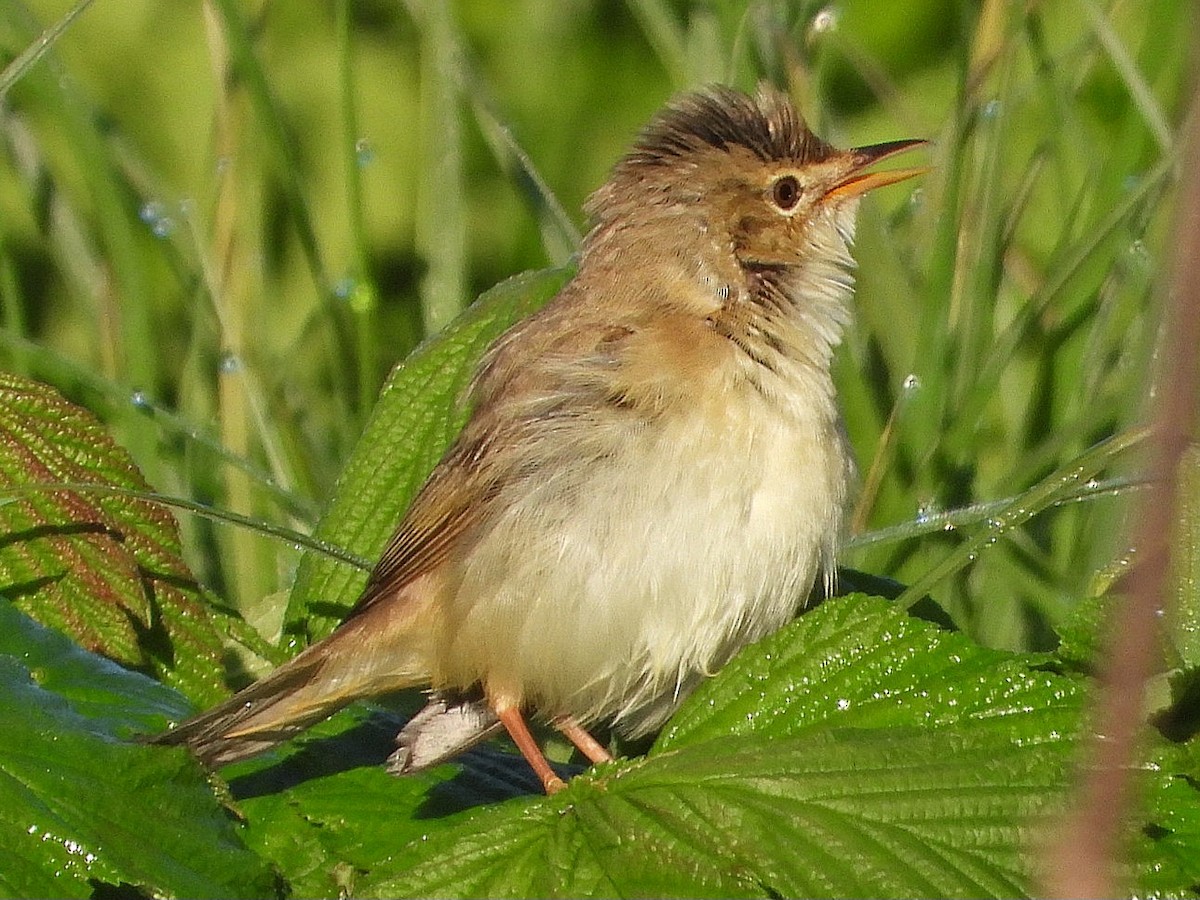 Marsh Warbler - Ivan V