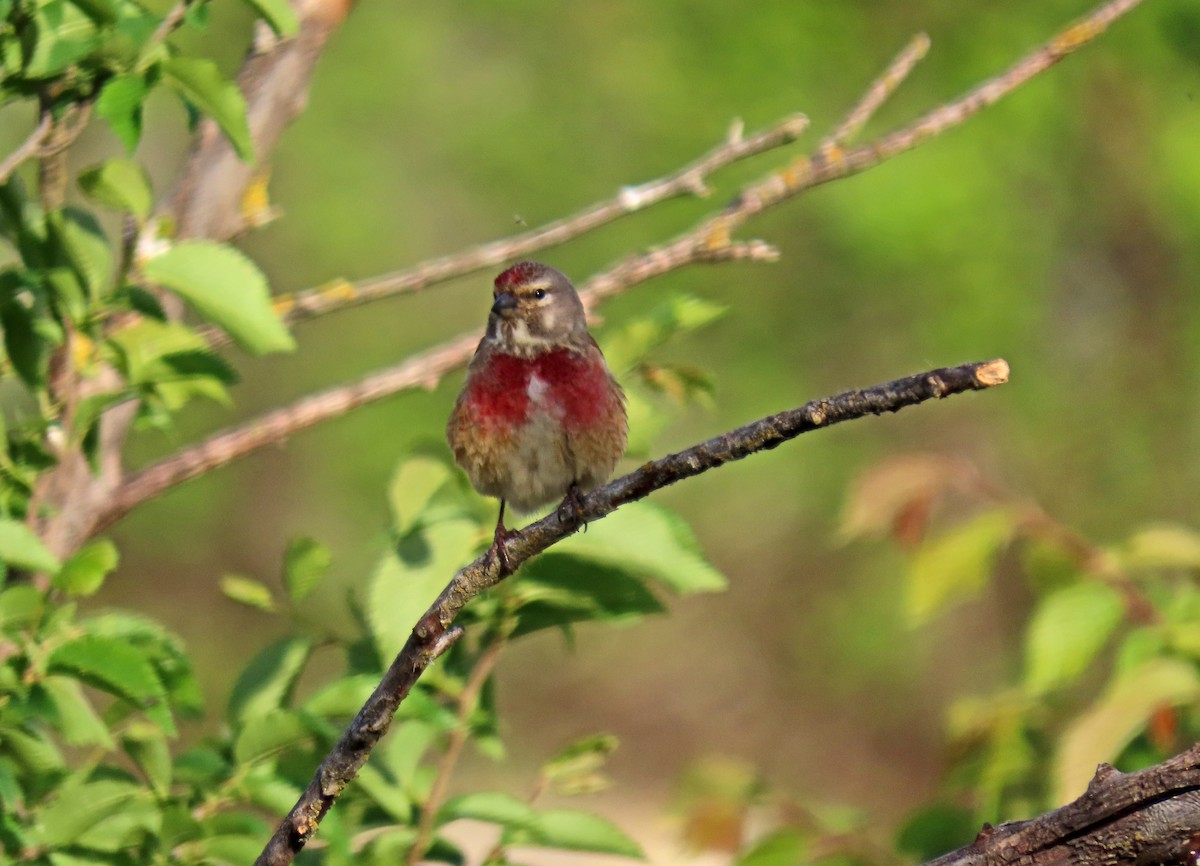 Eurasian Linnet - Francisco Javier Calvo lesmes