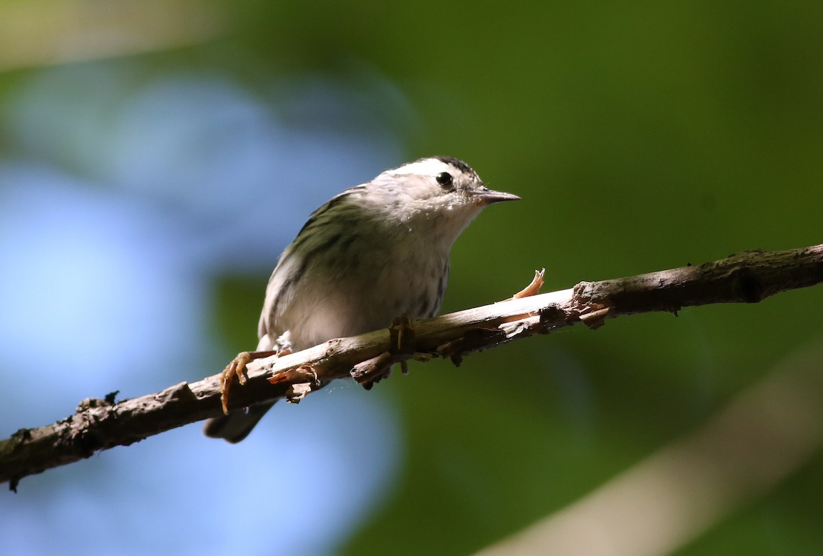 Black-and-white Warbler - Shari Foley