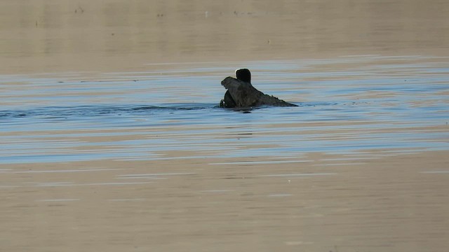 Eurasian Coot - ML619567226