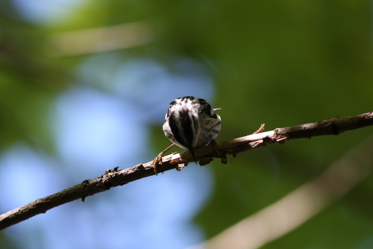 Black-and-white Warbler - Shari Foley