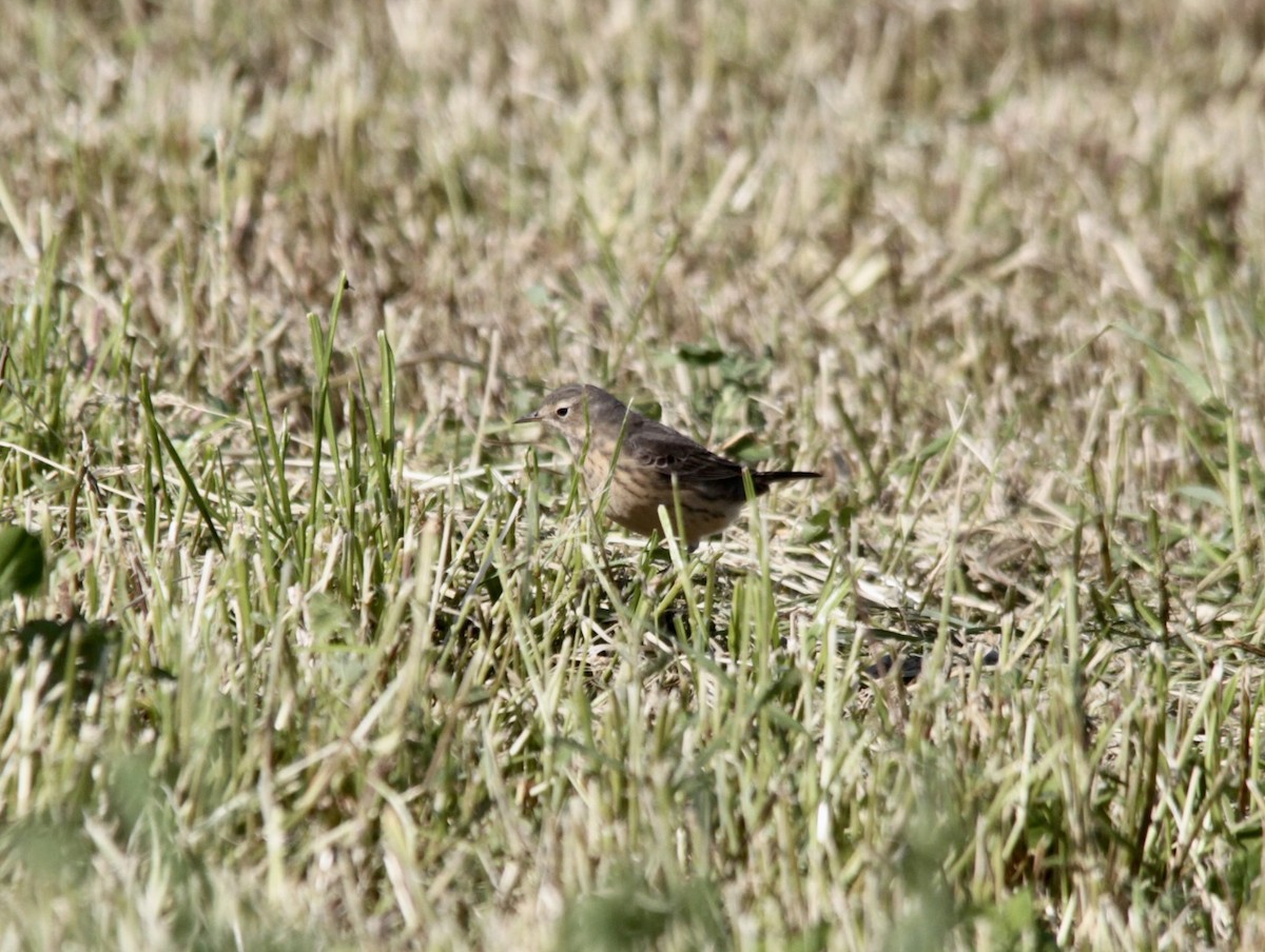 American Pipit - Dave Skinner